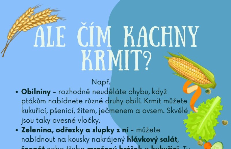 Jaro, čas mláďat... Ale jak je správně krmit?