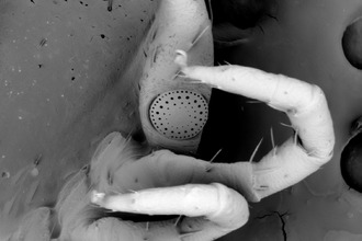 Dny elektronové mikroskopie na GML